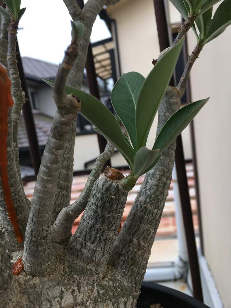 アデニウムの投稿画像 By パキプスloveさん コーデックスと大型 月10月4日 Greensnap グリーンスナップ