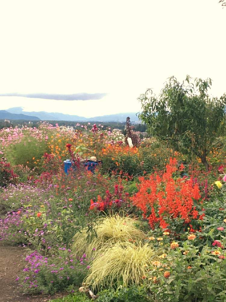 田舎暮らしの投稿画像 By Miwaさん ナチュラルガーデンと秋の気配と 安曇野と秋コスモスとダリア 月10月4日 Greensnap グリーンスナップ