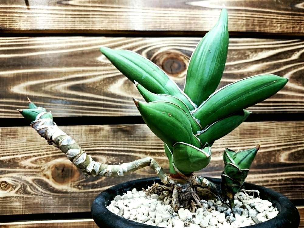 サンスベリアの投稿画像 By にゃんぱすさん サンスベリア サムライ 月10月4日 Greensnap グリーンスナップ