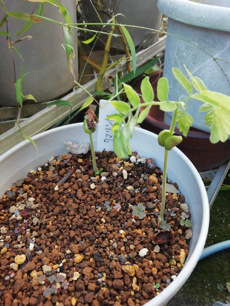 タマリンドの投稿画像 By しんごろ さん 熱帯果樹 月10月4日 Greensnap グリーンスナップ