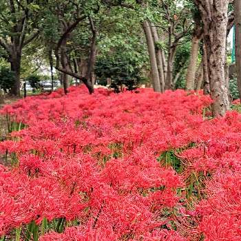 仙台堀川公園の画像 by コマさんさん | お出かけ先とヒガンバナ科と仙台堀川公園