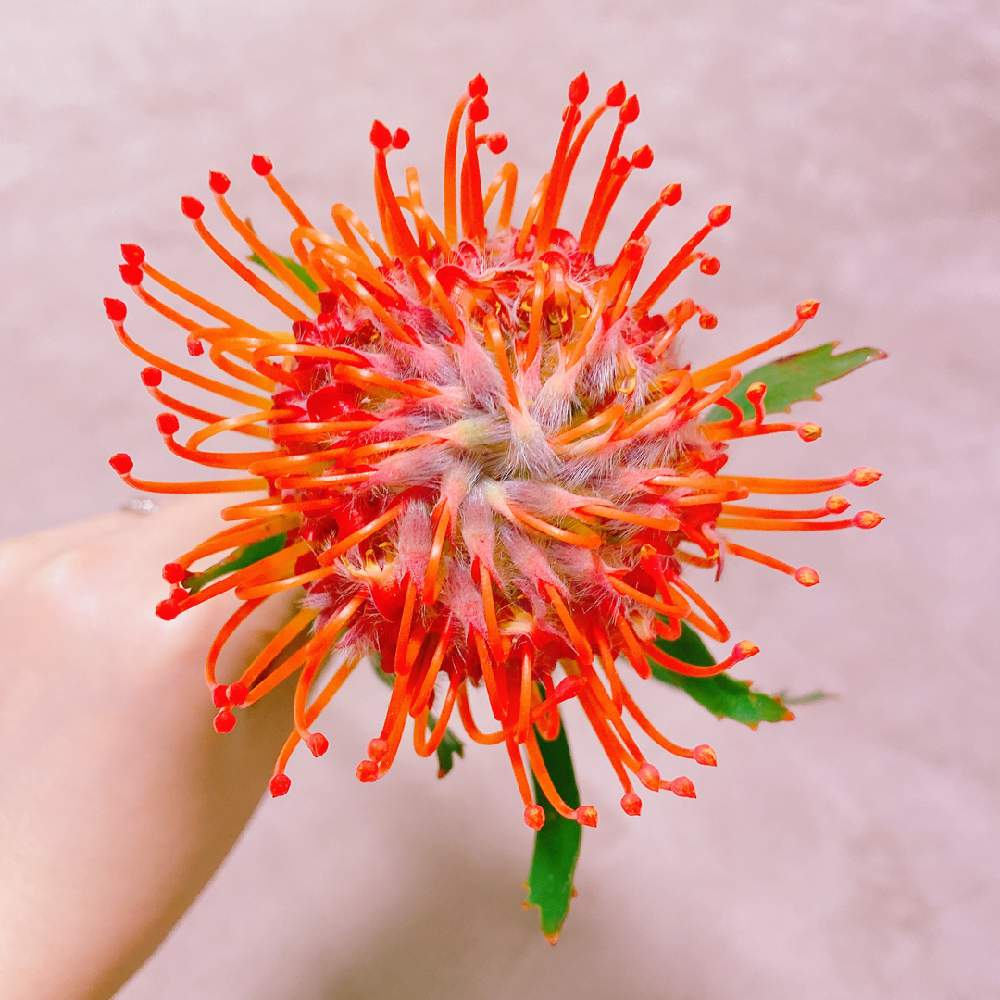 ピンクッションの投稿画像 By Nikiさん 切り花とお花のある生活と花は癒やし とユニクロフラワー 2020月10月4日 Greensnap グリーンスナップ