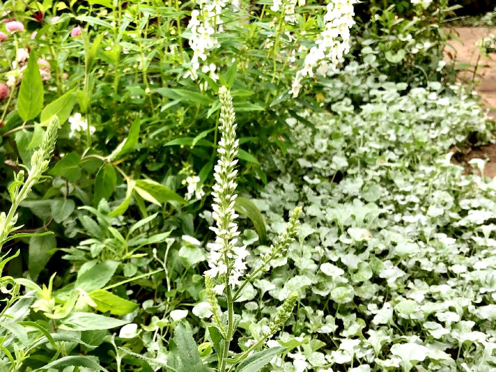ダイコンドラの投稿画像 By Yossyさん ベロニカとベロニカ ベイビーホワイトとくつろぎの庭と花のある庭と銀色の葉と銀色と白い花と庭の宿根草 月10月4日 Greensnap グリーンスナップ