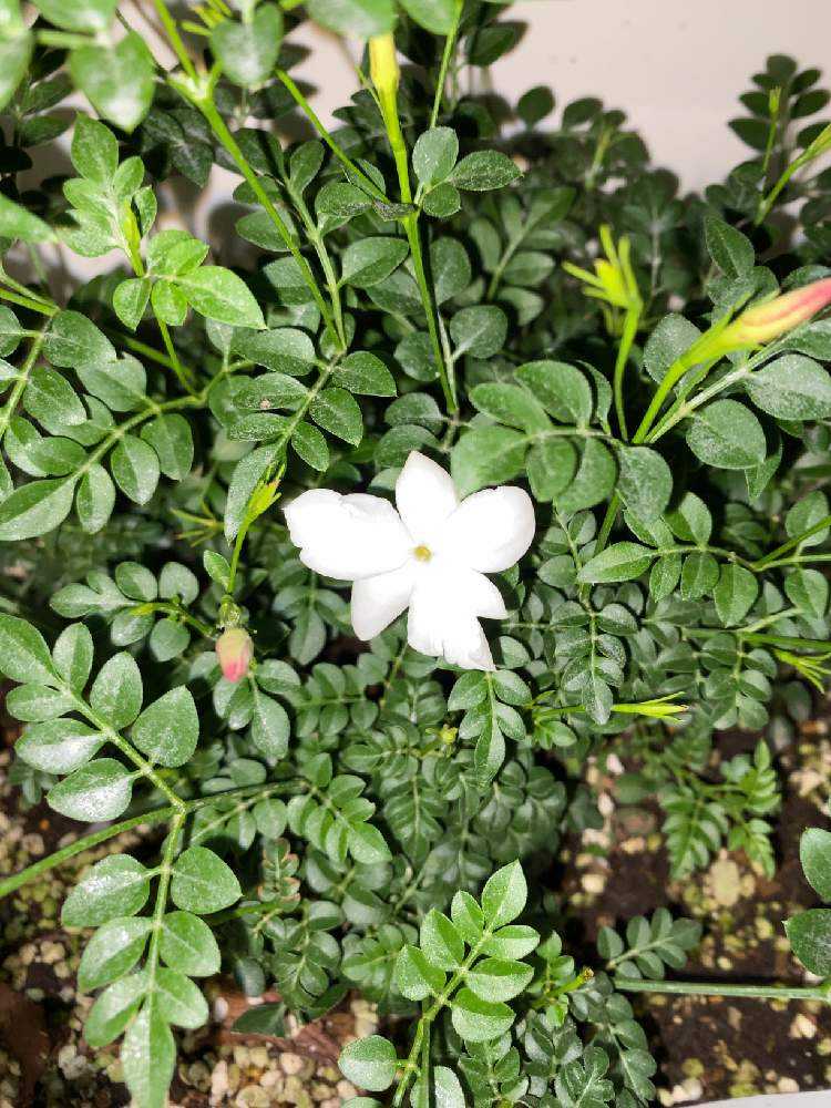 ジャスミン ホワイトプリンセス💠 2023.7.21更新｜🍀GreenSnap