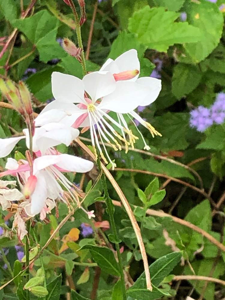 ガウラ 白蝶草 の投稿画像 By ジュリアンさん 名前が分からないと森林公園と秋の花 月10月5日 Greensnap グリーンスナップ