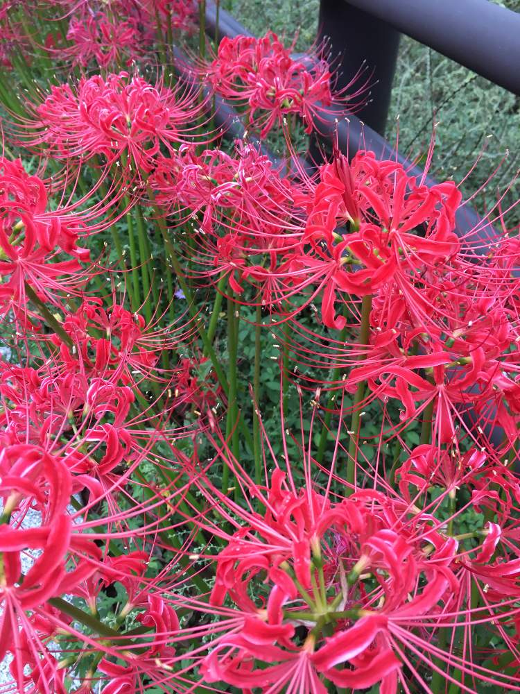 ほのぼのさんの投稿画像 月10月5日 Greensnap グリーンスナップ