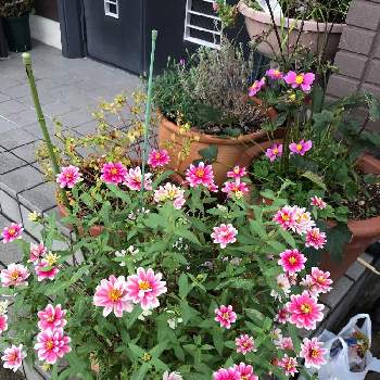 たくさん咲いての画像 by デルフィニウムさん | 玄関とジニアと元気に咲いてと暑さを乗り越えてと可愛らしくとたくさん咲いてとながーく楽しめますと努力のたまものと癒されて❤️