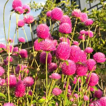 あさの散歩道の画像 by AKiさん | お出かけ先と千日紅とお散歩と花は癒しと散歩道の花とあさの散歩道
