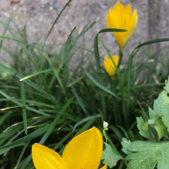 ゼフィランサス 黄色 の投稿画像一覧 Greensnap グリーンスナップ