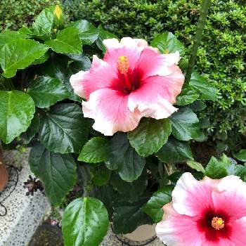 ハイビスカス グレイス3の投稿画像一覧 Greensnap グリーンスナップ