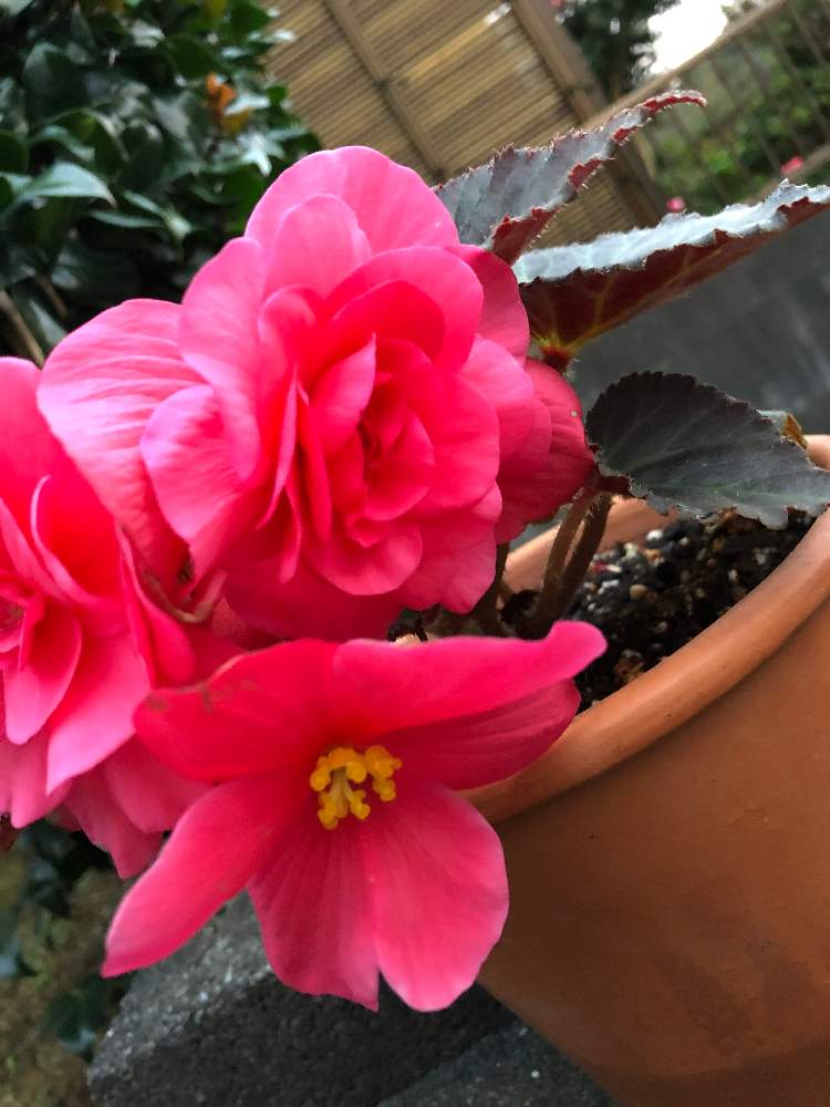 球根ベゴニア フォーチュンの投稿画像 By まーがれっとさん Gsに感謝 とひやみかち首里城 とおうち園芸と季節の変化が楽しみとプランター栽培と花のある暮らし 月10月5日 Greensnap グリーンスナップ