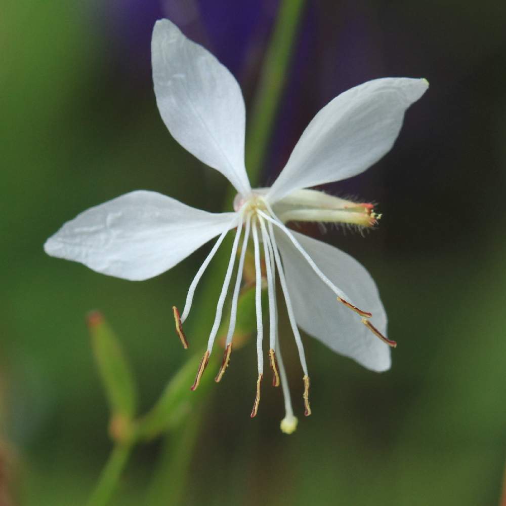 ガウラの投稿画像 By くりぼうさん ガウラ 白蝶草 と花壇とgs映えとおうち園芸と今日の一枚と緑のある暮らしと多年草とガーデニングと花のある暮らしと緑のある風景と庭の宿根草 月10月5日 Greensnap グリーンスナップ