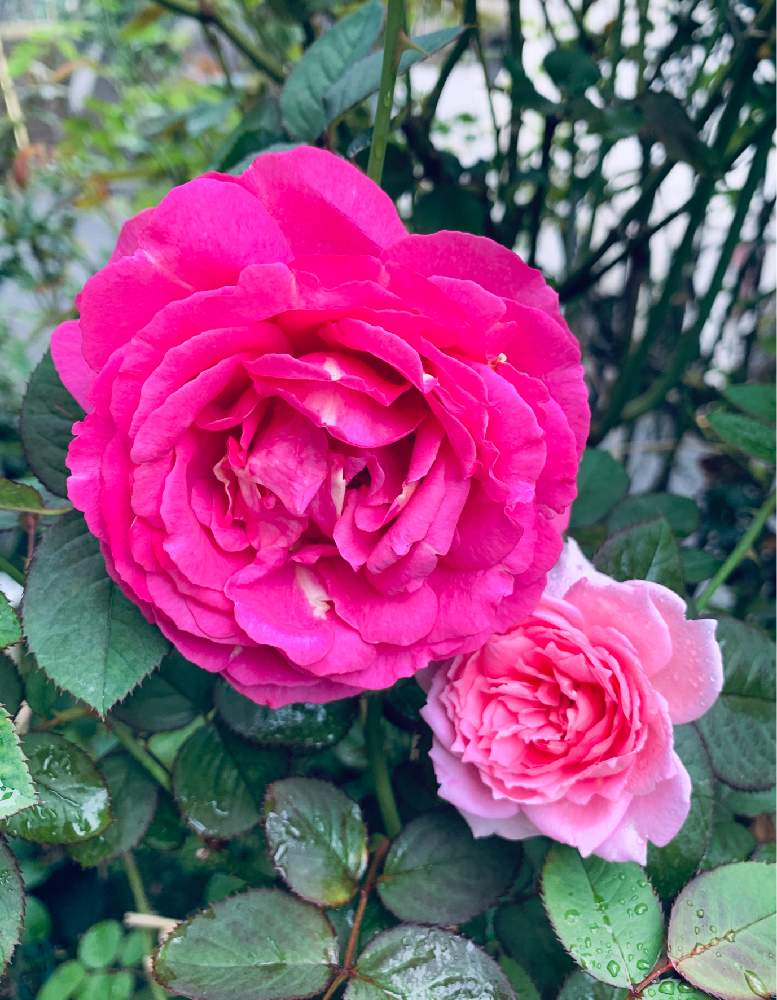 小さな庭の画像 by エリカさん | 小さな庭と香りが素晴らしいとピンク イヴ ピアッチェと薔薇愛同盟とピンク色とバラ・切り花品種とおうち園芸とバラ  ヘレンと花のある暮らしと差し込み撮影