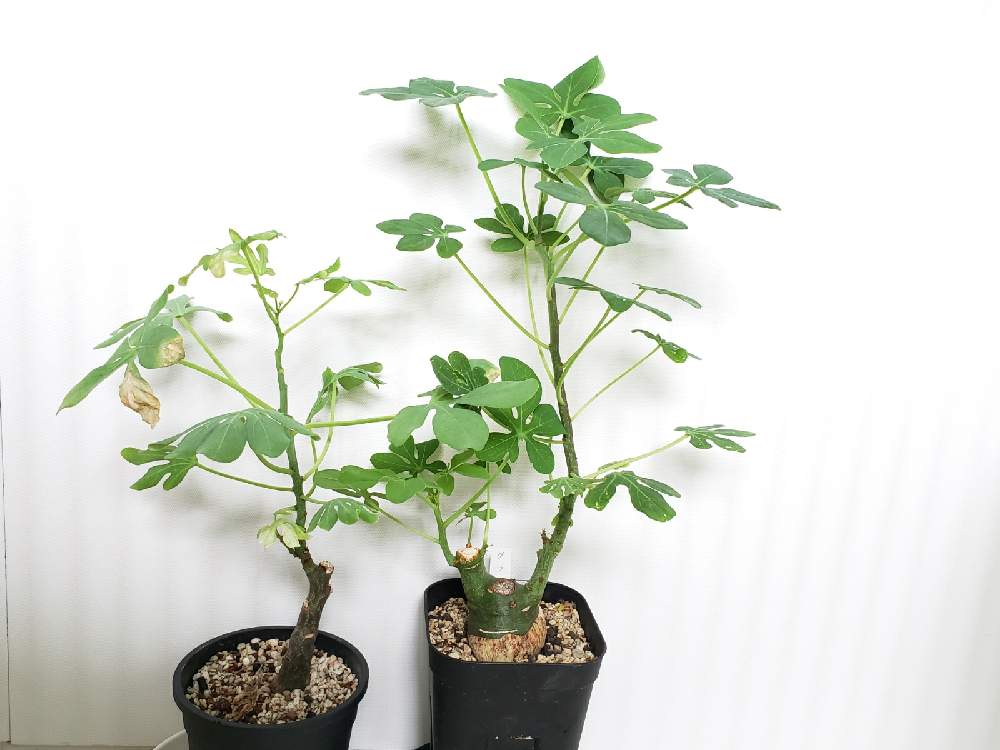 アデニア グラウカの投稿画像 By ラミラミさん 幻蝶かずらと多肉植物と観葉植物とアデニア属グラウカと塊根植物と実生苗とアデニア属 月10月5日 Greensnap グリーンスナップ