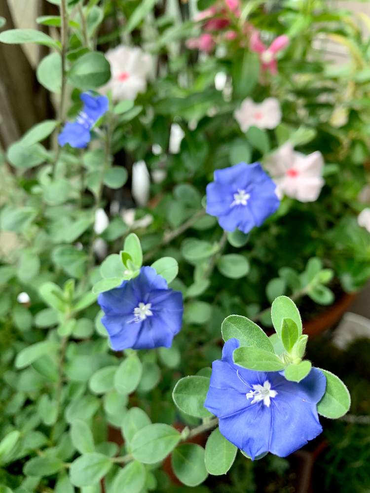 アメリカンブルーの投稿画像 By オヒアレフアさん 青い花と可愛い とアメリカンブルー 月10月5日 Greensnap グリーンスナップ