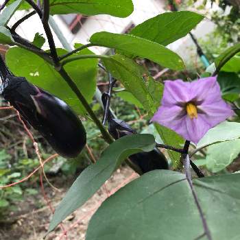 茄子の花の投稿画像一覧 Greensnap グリーンスナップ