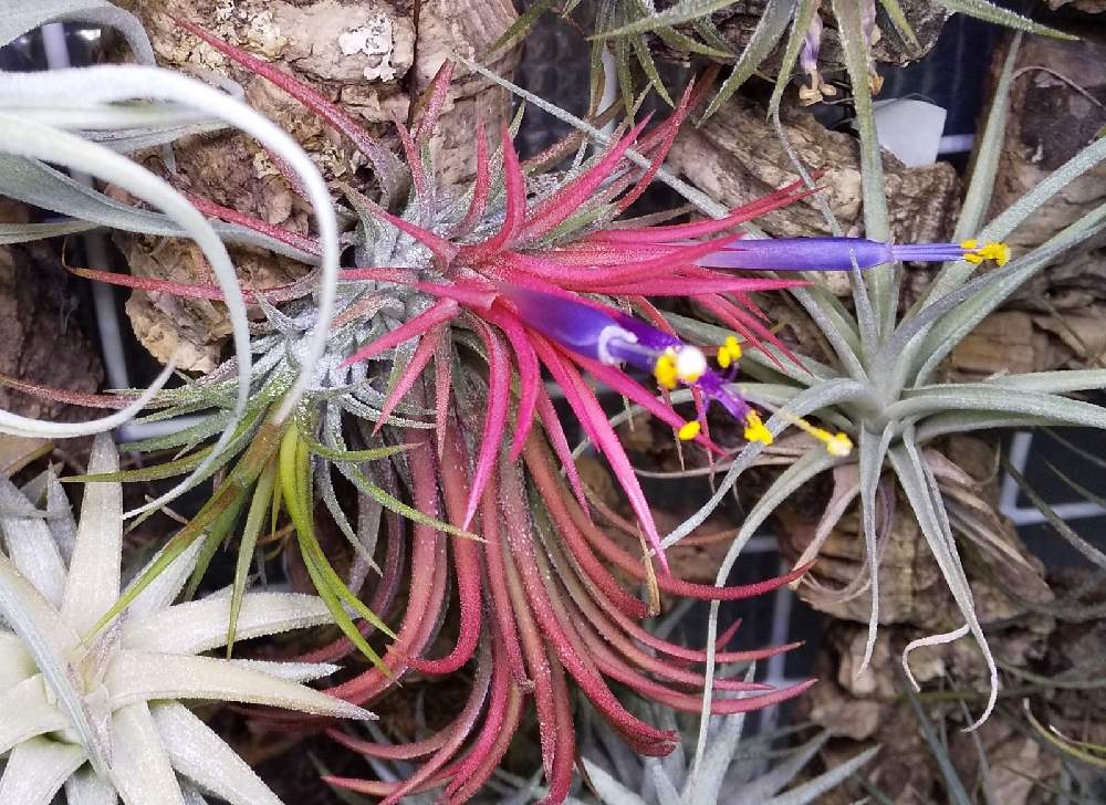 エアプランツの投稿画像 By コパンさん チランジアの花とエアープランツ チランジアとイオナンタ好き 月10月5日 Greensnap グリーンスナップ