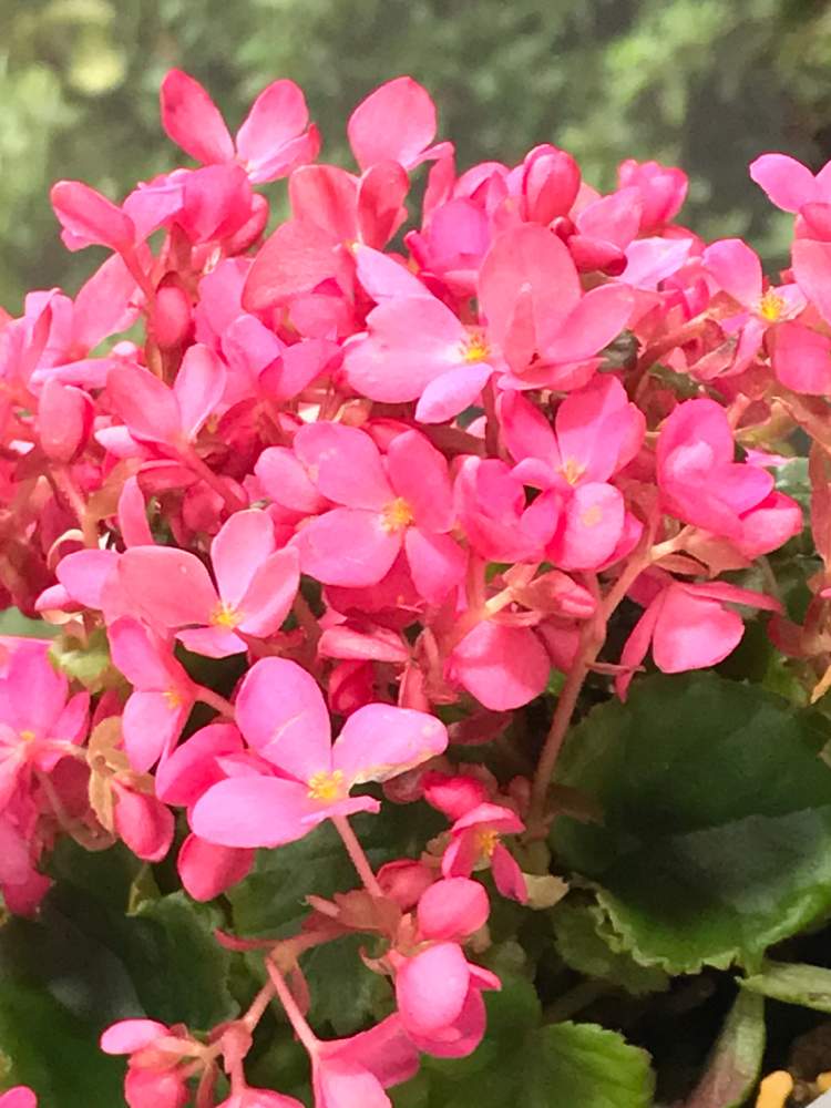 ベゴニア ラブミーの投稿画像 By ナルママさん リベンジと花のある暮らしと優しいピンク色 月10月5日 Greensnap グリーンスナップ