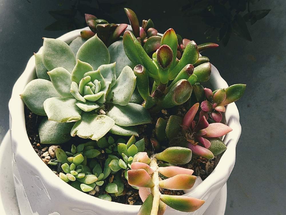 セダムの投稿画像 By かなさん 桜吹雪 アナカンプセロスと多肉寄植えとゴーラム 宇宙の木 月10月5日 Greensnap グリーンスナップ