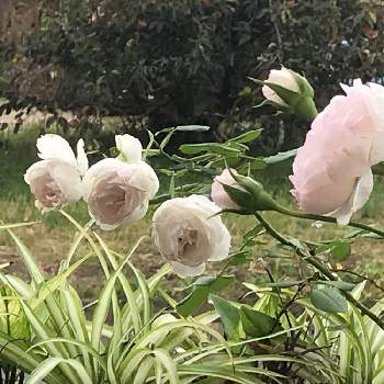 アリエッタの画像 by hiro-151e.さん | エントランスとオリズルランとアリエッタとスマホ撮影とばら バラ 薔薇と狭小ガーデンとおうち園芸とおきにいりとお庭の植物と河本ローズと花のある暮らしとバラ愛同盟と河本純子