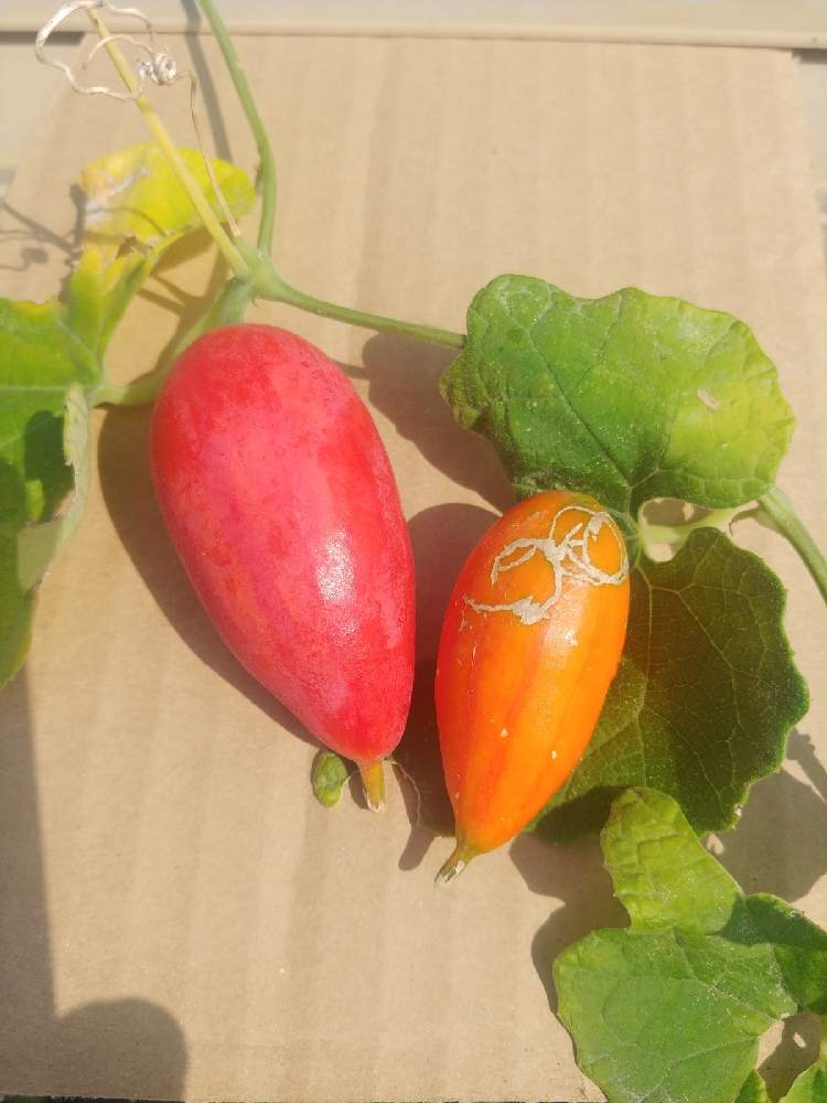 カラスウリの種取り Greensnap グリーンスナップ