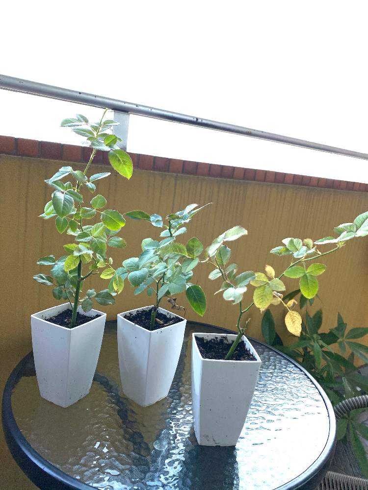 薔薇の挿木 水挿し カルスカット編 Greensnap グリーンスナップ
