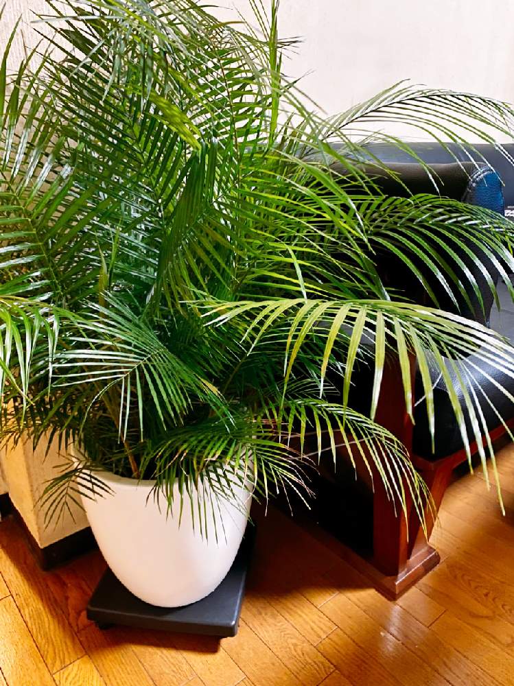 Lytocaryum Weddellianum ブラジルヒメヤシ の投稿画像 By マリモさん 植物のあるリビングと植物のあるリビング 月10月5日 Greensnap グリーンスナップ Greensnap グリーンスナップ