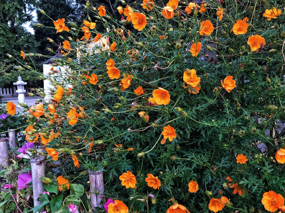 誕生花の投稿画像 By Tamaki Flowerさん 花言葉とflowerとキバナコスモス と花のある暮らし 月10月5日 Greensnap グリーンスナップ
