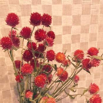 千日紅 キャンディポップの投稿画像一覧 Greensnap グリーンスナップ