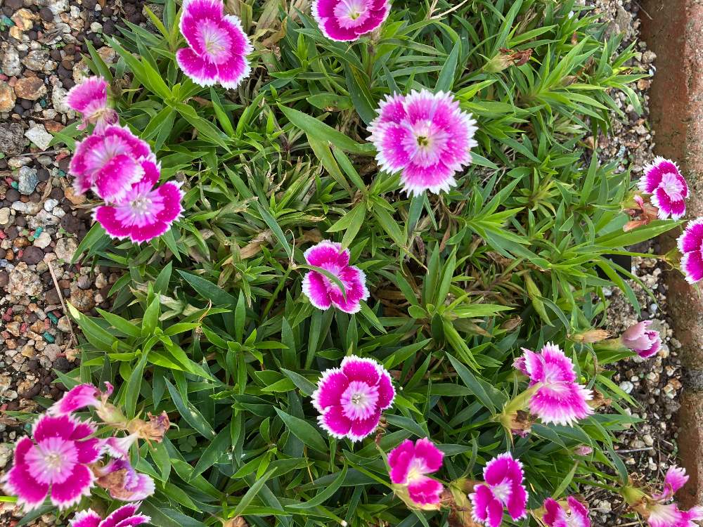 四季咲きなでしこの投稿画像 By ミルクティーさん グランドカバーとマイガーデン 月10月5日 Greensnap グリーンスナップ