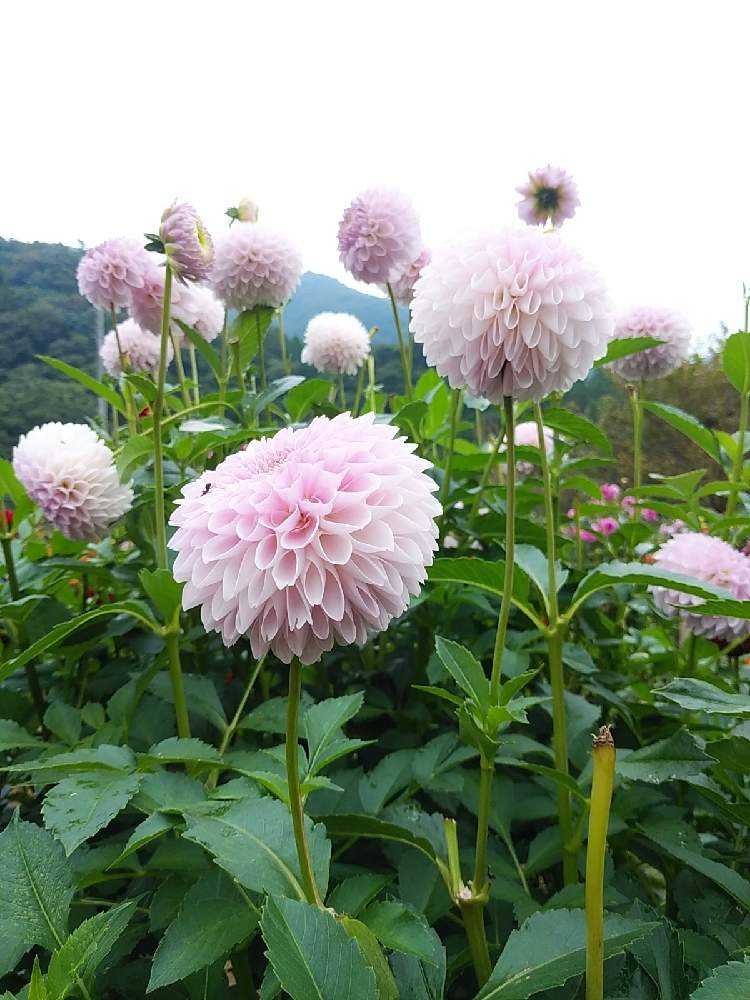 両神山麓花の郷ダリア園 ①｜🍀GreenSnap（グリーンスナップ）