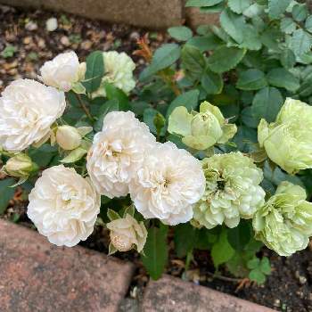 小さいバラの投稿画像一覧 Greensnap グリーンスナップ