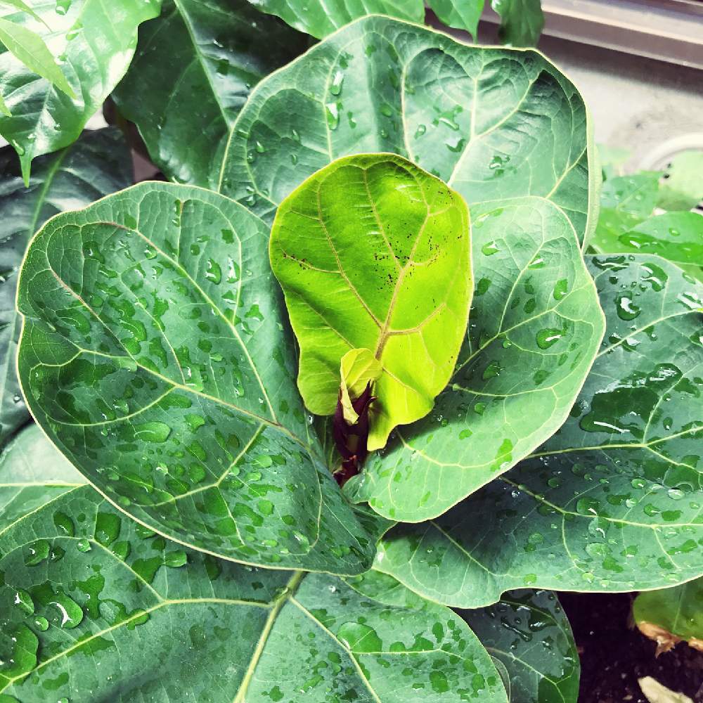 観葉植物の投稿画像 By こんぶさん ダイソーとフィカス属 月10月5日 Greensnap グリーンスナップ