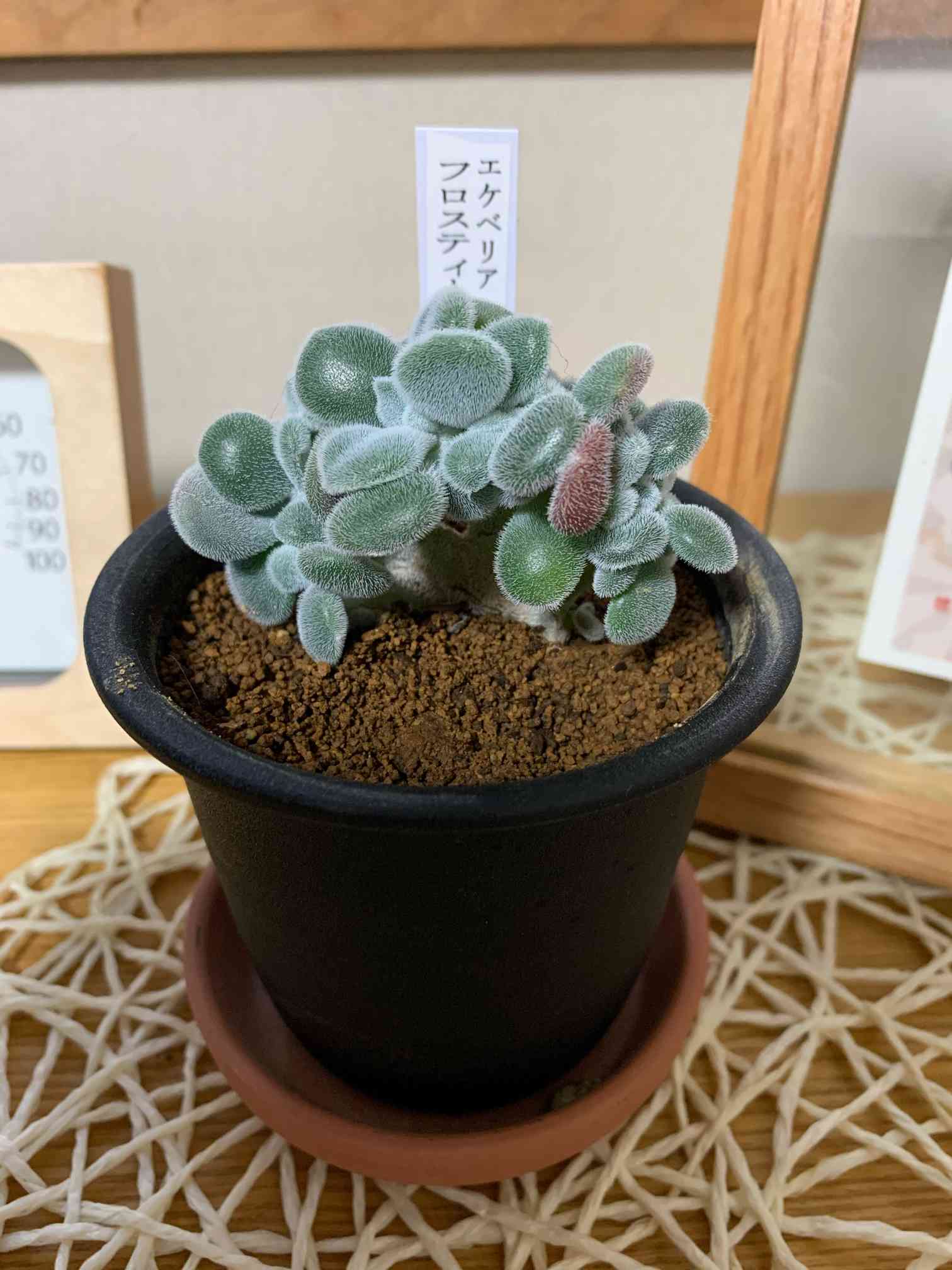 エケベリア フロスティ石化｜🍀GreenSnap（グリーンスナップ）