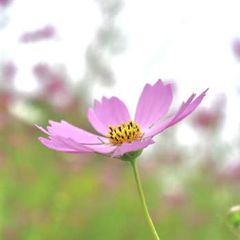 コスモス＊の画像 by yamatotoさん | お出かけ先とコスモス＊と秋の風と花のある暮らしとチーム福岡と秋の花