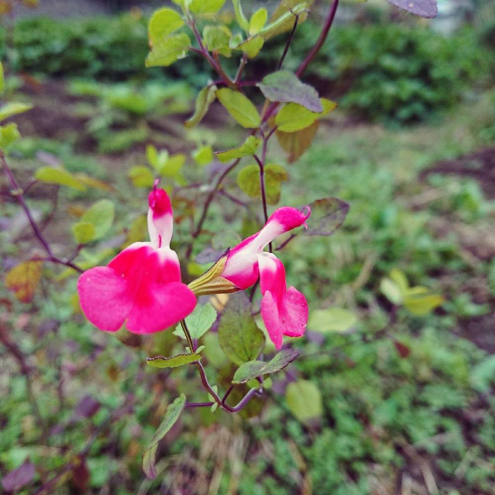 チェリーセージの投稿画像 By ハーブと猫が好きさん ハーブガーデンとハーブティーとハーブ大好きとピンクの花 とおうちde菜園とおうち園芸と無農薬 家庭菜園とハーブとハーブのある暮らしと自然栽培と無農薬と花のある暮らしとメディカルハーブと無農薬 無化学肥料栽培