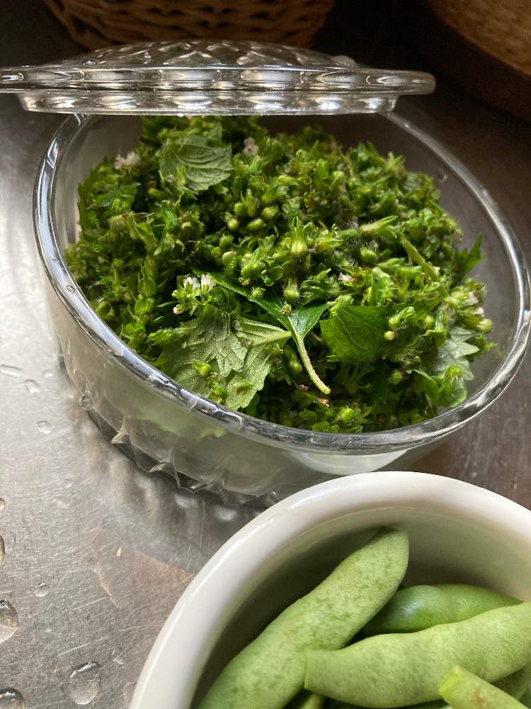 青しそ 穂紫蘇 しその実の投稿画像 By Kumilletさん ハーブのある暮らしとアロマテラピーと節約という贅沢とおうちde菜園 月10月5日 Greensnap グリーンスナップ