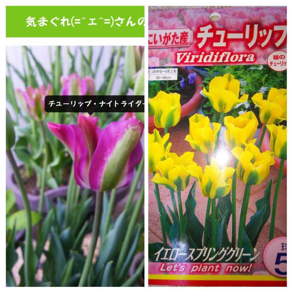 🌷チューリップ植えちゃいました😆|🍀GreenSnap(グリーン 🌷チューリップ植えちゃいました😆|🍀GreenSnap(グリーン