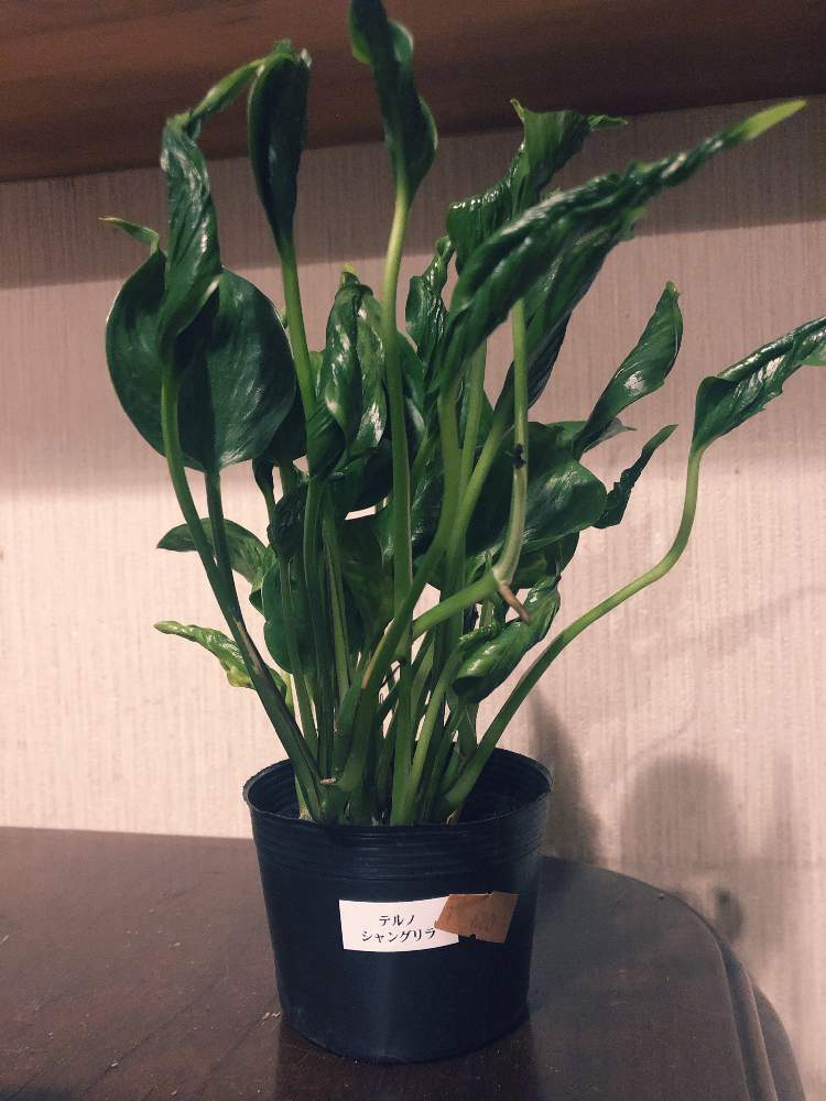 ポトステルノシャングリラの投稿画像 By なちこさん はっぱを楽しむと福岡とグリーンのある暮らしと葉っぱ大好きと猫のいる暮らしとクルクル 月10月5日 Greensnap グリーンスナップ