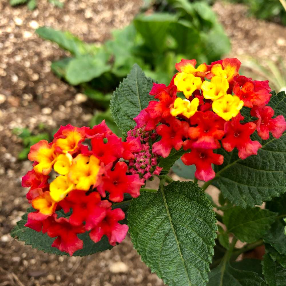 ランタナの投稿画像 By ちいちいさん 初心者ですと花壇とおうち園芸と花のある暮らしとかわいい花 月10月5日 Greensnap グリーンスナップ