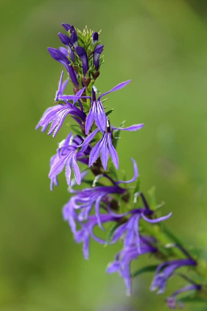 サワギキョウの投稿画像 By Levo327さん 紫色の花と箱根湿生花園と紫の花と背景ボケとcanon Eos 5d Mark Iiiとお出かけ先と紫色の花と箱根湿生花園と紫の花と背景ボケとcanon Eos 5d Mark Iii 月10月5日 Greensnap グリーンスナップ Greensnap グリーン