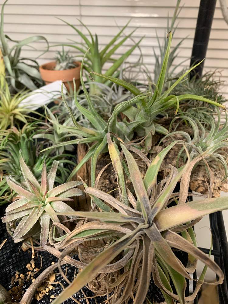 花芽の投稿画像 By キリちゃんさん 多肉植物とかっこいい と入院と観葉植物と植物のある暮らしと植物男子とブロメリアとgs映えとno Green No Lifeと植中毒と緑のある暮らしとチランジア属と綺麗と珍奇植物と花のある暮らしとかわいいな とエアプランツとインテリア