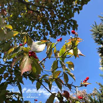 花水木*の画像 by akarinさん | 小さな庭と庭の木と秋の庭と花水木*とおうち園芸と紅葉フォトコン2020