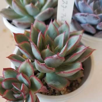 スターフェスティバルの投稿画像一覧 Greensnap グリーンスナップ