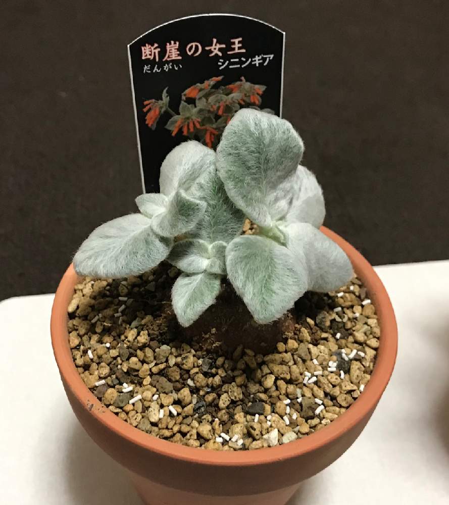 シンニンギア レウコトリカの投稿画像 By ピクトグラムさん シンニンギア属としぞーか勢と断崖の女王 と屋外組と珍奇植物とシンニギア レウコトリカと加工なし 月10月5日 Greensnap グリーンスナップ