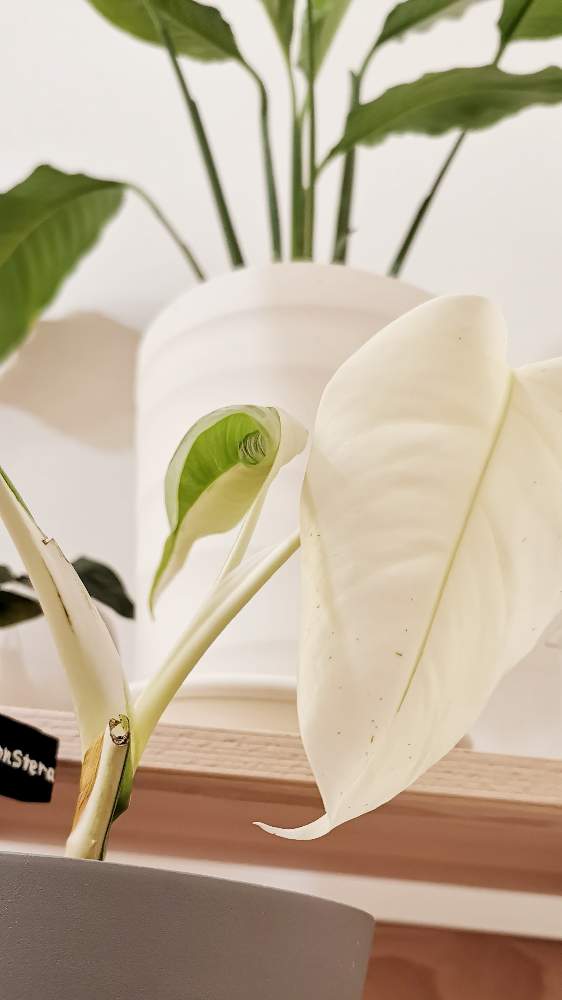 モンステラの投稿画像 By ひーたろさん 斑入りモンステラと木を愛でる人と観葉植物と全斑と白い葉っぱと木が好きとおうち園芸と成長記録とハーフムーンと 葉っぱ好きと新芽 月10月6日 Greensnap グリーンスナップ