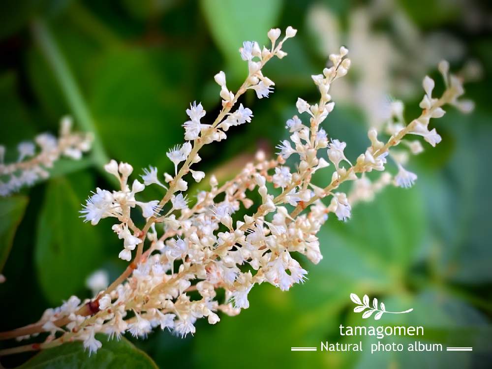 植物観察日記の投稿画像 By Tamagomen Nara 1964さん Iphone11promaxと虎杖の花と気温14 と虎杖 と快晴とイタドリ と奈良県奈良市とイタドリ と植物観察日記とiphone11promaxと虎杖の花と気温14 と虎杖 と快晴とイタドリ と奈良県奈良市とイタドリ 月10月6日