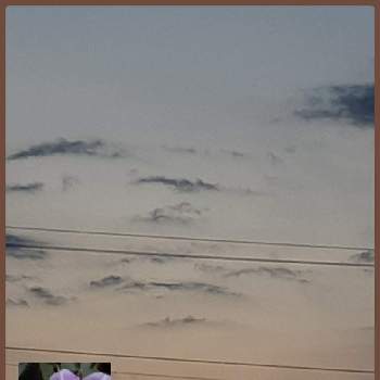 ♡朝顔の葉っぱ♡の画像 by さくら貝さん | バルコニー/ベランダとあさがおと♡朝焼け♡とスマホ撮影とあさがお☆と アサガオと日本アサガオと♡♡朝顔の蕊♡と♡朝顔の種ができた♡と♡朝顔の葉っぱ♡とお花と♡今日のお花♡と☁️雲のアート☁️と景色と雲仲間と♡雲のアート♡と今日の花と☆朝焼け☆と風景と♡夕焼け雲☆
