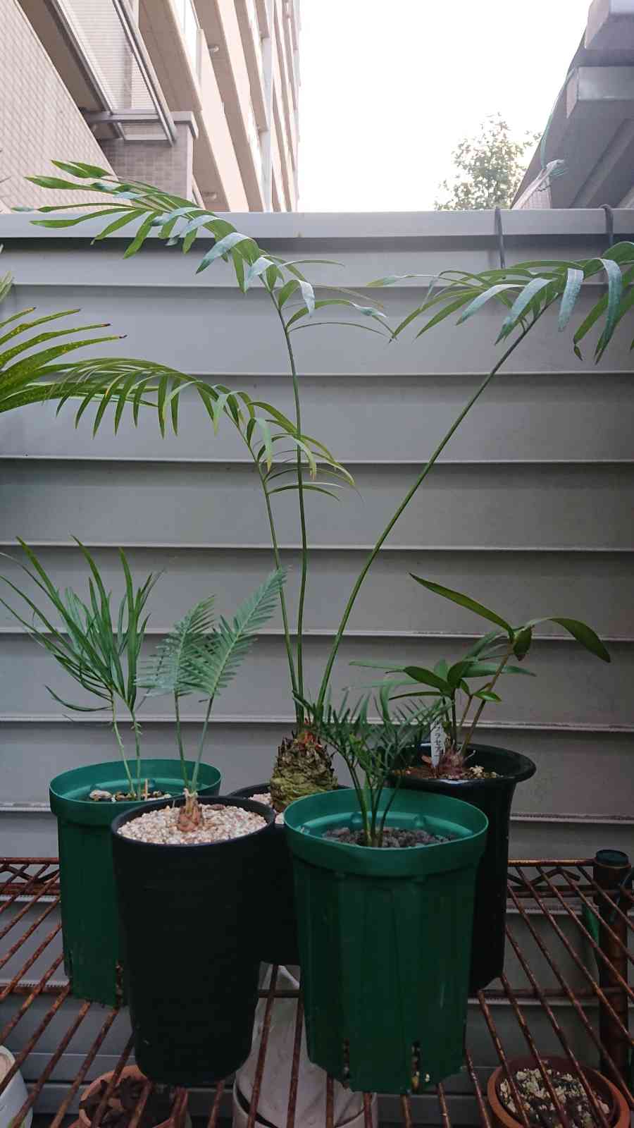 マクロザミア ステノメラ Macrozamia stenomera マクロザミア ステノメラ Macrozamia stenomera