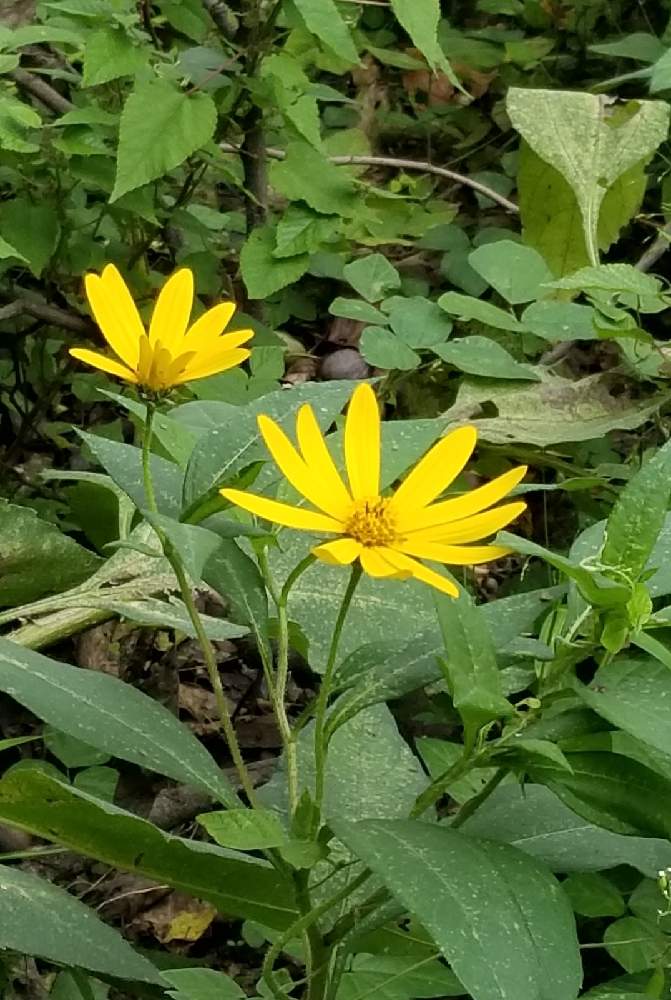 キクイモモドキの投稿画像 By 花子さんさん 散歩と近所 月10月6日 Greensnap グリーンスナップ